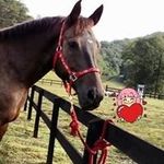 Nancy Bellamy Bush - @nancybellamybush - Instagram