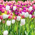 Nancy Bellavance - Facebook