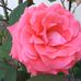 Nancy Benninger - Facebook