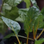 Nancy R - @nancy_berkebun - Instagram