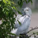 bird nerd - @nancy.bethune.718 - Instagram
