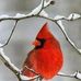 Nancy Bethune - Facebook