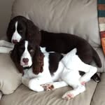 Nancy Bigelow - @nancyb8268 - Instagram