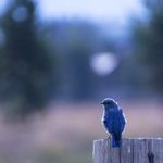 Nancy Bigham - @yellowstonetravelguide - Instagram