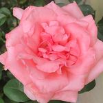 Nancy Birmingham - @danburygal1 - Instagram