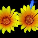Nancy Blackstone - Facebook