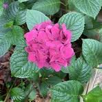 Nancy Pollard Blackstone - Facebook