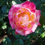 Nancy Blackwell - @nancyblackwell - Instagram