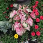 Nancy Bohrer Zirkle-Cookie - @cookiezirkle - Instagram