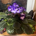 Nancy Bolen - Facebook