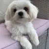 Nano - @nancyboon1 - TikTok