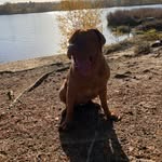 @nancy_the_dogue_de_bordeaux - Instagram