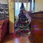 Nancy Borelli - @nzataborelli - Instagram