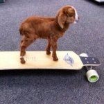 Nancy Boren - @ninnygoat - Instagram
