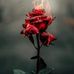 Nancy Bossert - Facebook