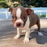 @nancybostonterriers - Instagram