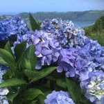 Nancy Botelho - @mama_botelho - Instagram