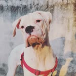 Nancy✨ - @nancy_the_boxer - Instagram