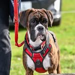 Nancy the boxer dog - @nancyboxerdog - Instagram