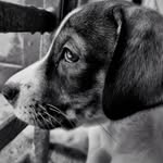 NANCY|BOXER🐾 - @boxerpaw_nancy - Instagram