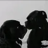 nancytheboxer - @nancytheboxer - TikTok