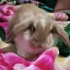 Nancy Box - @nancy.box - TikTok