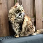 Belle🌈 Matou, Diaz, Lio & Simba - @nancyboydofficialcats - Instagram