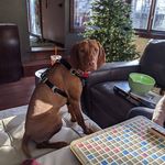 Nancy Scherf Bragg - @bamboo_bengals - Instagram