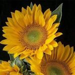Nancy Brawley Zimmer - @nancy_zimmer - Instagram