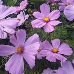 Nancy Mitchell Breeden - @nmbreeden - Instagram