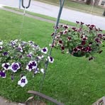Nancy Brendle - Facebook