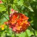 Nancy Adams Brewster - Facebook