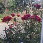 Nancy Briones - @nancy4226 - Instagram