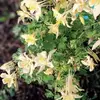 Nancy Brochu-Casey - @nancy.brochucasey - TikTok
