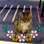 Cathryn Nancy Brownlow - Facebook