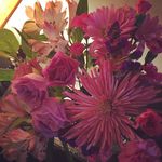 Nancy Reynolds Brucker - @nancybaby_pups - Instagram