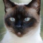 Nancy Harris-Brumback - Facebook