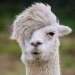 Nancy Brummer - @brummernancy - Instagram