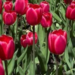 Nancy Bruneau - @nancy_bruneau38 - Instagram