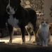 Nancy Buck - Facebook