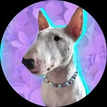Nancy 💜🐾 - @nancybullterrier - Instagram