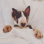 Nancy Fitt - @nancy_bullterrier - Instagram