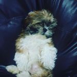NANCYBUNNY🦴🐾🐶 - @nancybunny2 - Instagram