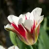 Nancy Burg - @fgu45909j73 - TikTok