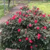 Nancy Burleson250 - @nancyburleson250 - TikTok