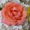 Nancy Burris - @nancy.burris1 - TikTok