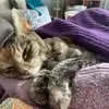Nancy Burris-Gross - @nancy.burrisgross - TikTok
