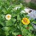 Nancy Buss - Facebook