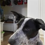Nancy Buss - @nannygoat777 - Instagram