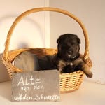 Nancy Busse - @von_den_wilden_schwarzen - Instagram